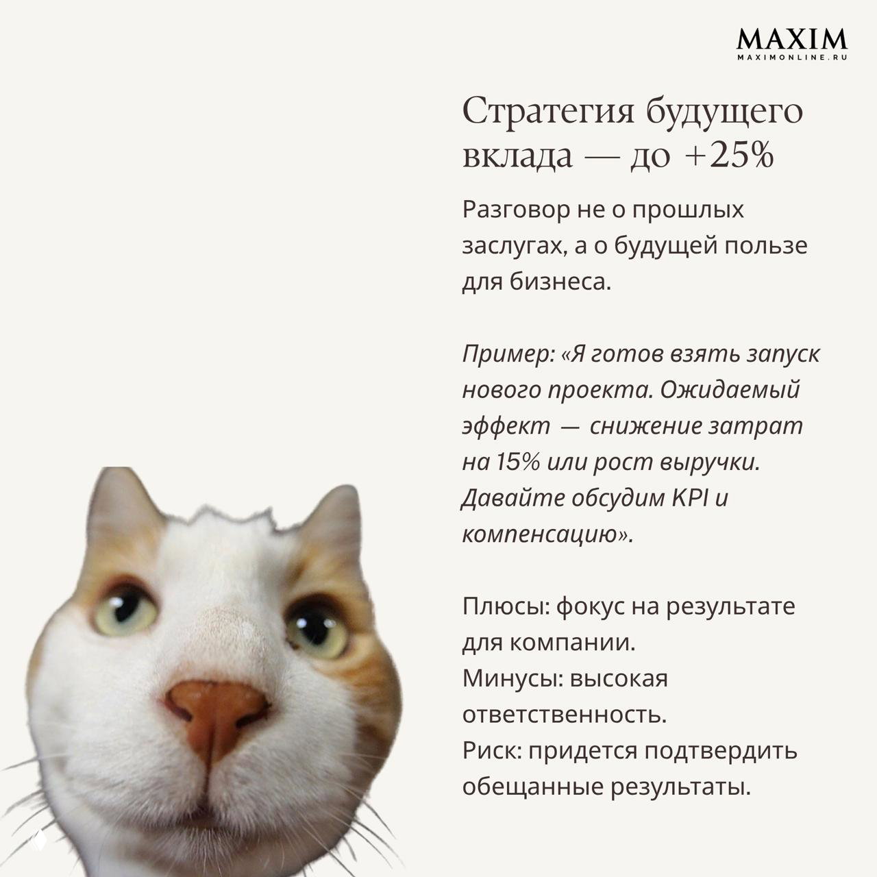 Макро‑фото кошачьей мордочки как декоративный элемент к подборке стратегий получения прибавки и примеров для разговора с шефом.