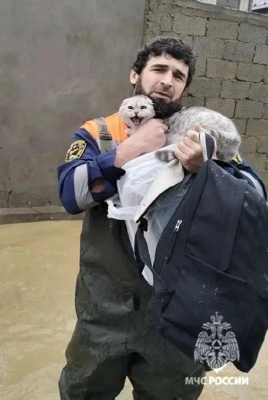 Спасатель МЧС держит спасённую кошку на руках на фоне затопленного двора; эмблема МЧС РФ видна на форме спасателя.