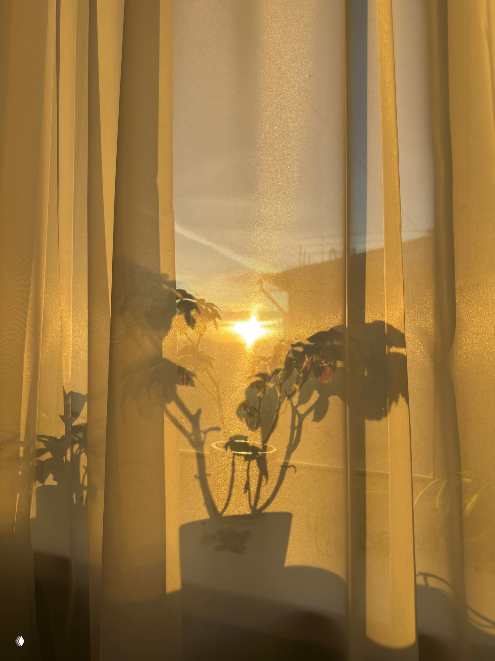 Солнечный закат за прозрачными шторами, силуэты комнатных растений и тёплая золотистая палитра света в интерьере.