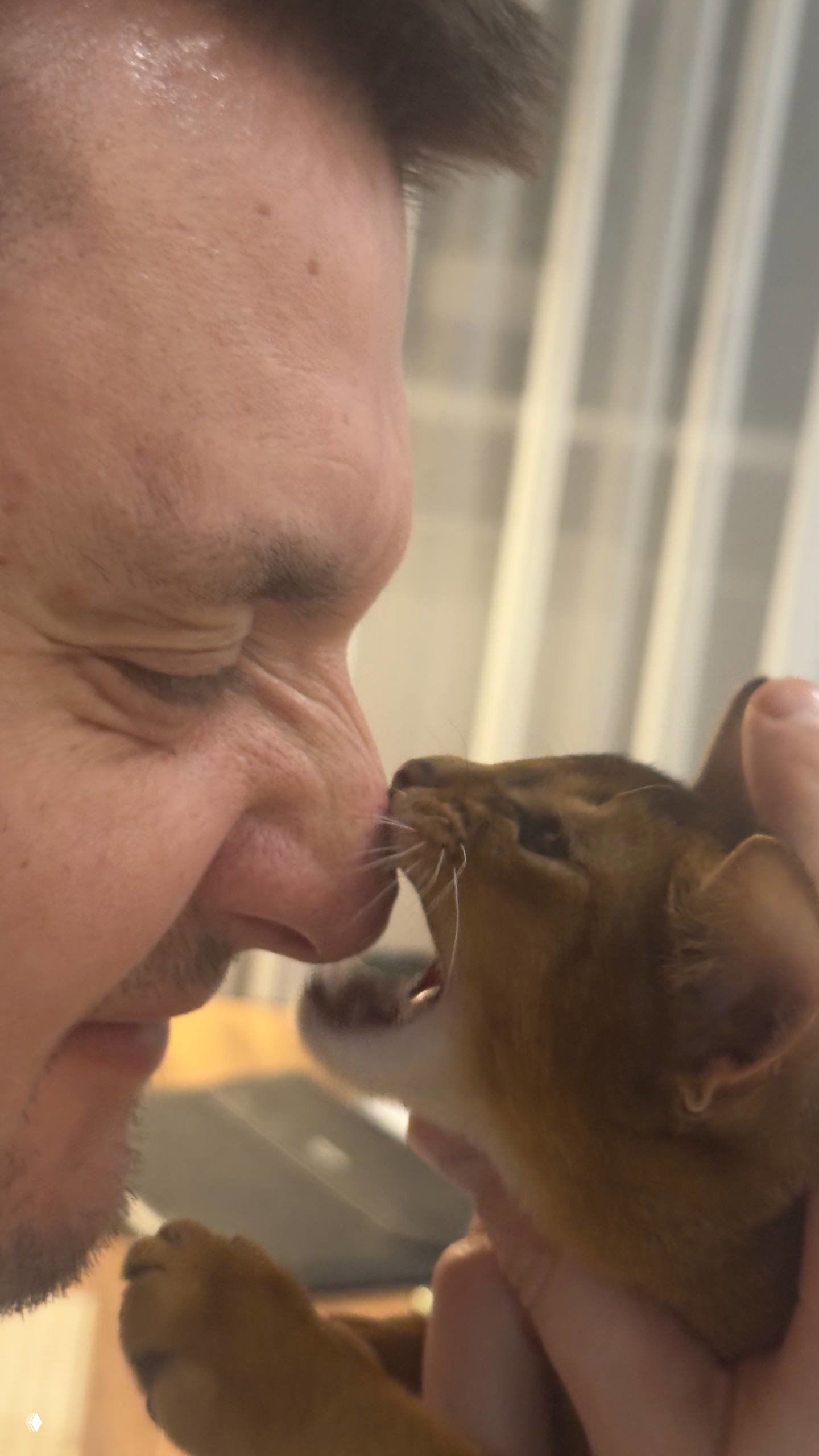 Крупный кадр: мужчина и кот в близком контакте, животное нежится у носа человека, запечатлён интимный момент привязанности.