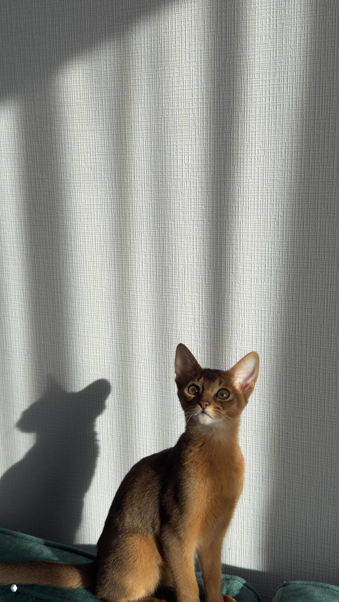 Молодой кот стоит на диване на фоне светлой стены, рядом видно его теневой силуэт — портрет питомца в солнечном свете.