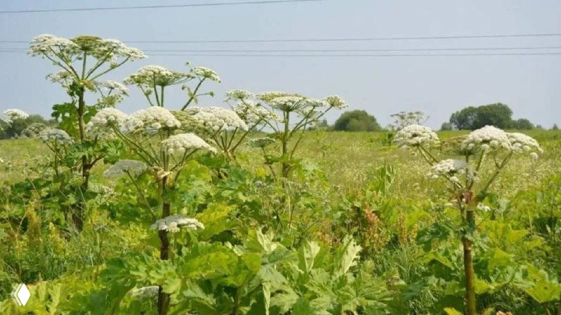 Депутаты предложили программу «Борщевичный гектар»