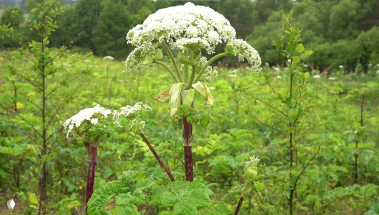 Новые штрафы за борщевик с 1 марта 2026