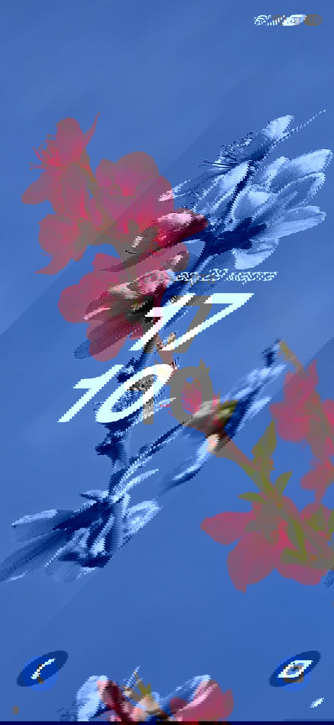 Розовое цветение дерева на фоне чистого неба — жизнерадостная весенняя фотография для обоев с деталями ветвей и цветов.