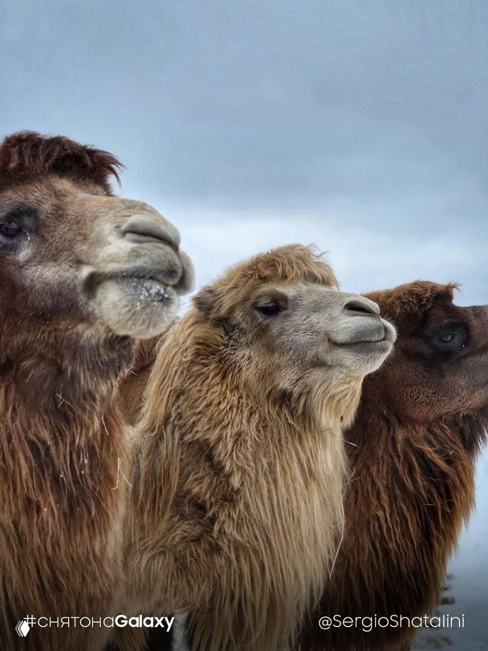 Верблюды запоминают людей и маршруты