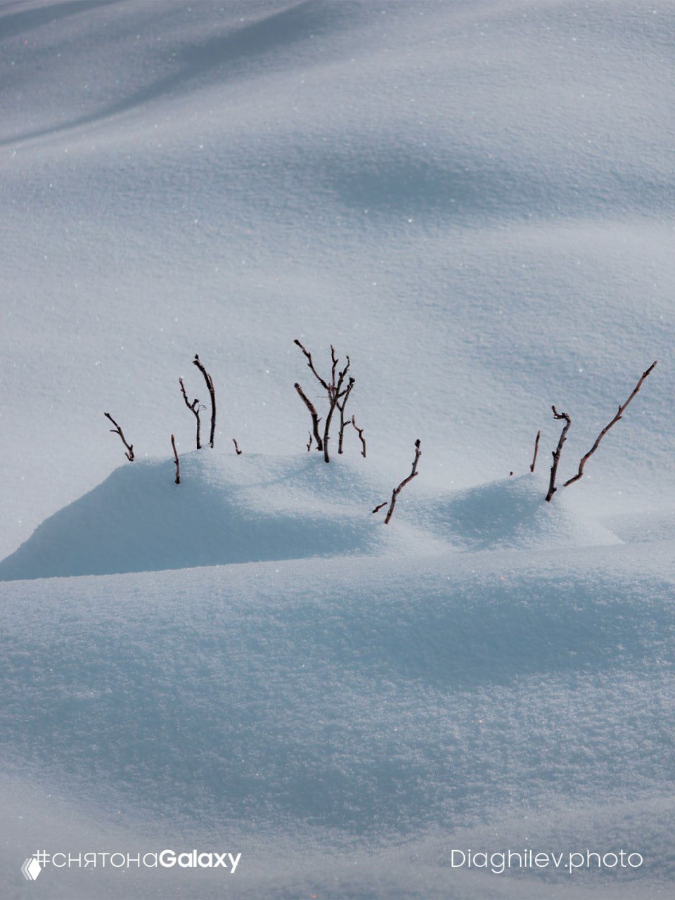 Мелкие веточки, торчащие из ровного сугроба; гладкая поверхность снега с нежными бликами и водяным знаком #снятонаGalaxy.