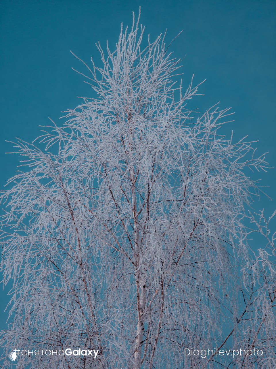 Высокая берёза, покрытая инеем, на фоне насыщенно-голубого неба; ажурный силуэт ветвей и подпись автора внизу кадра.