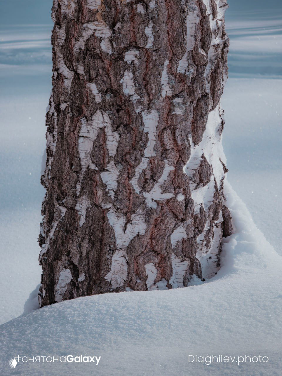 Крупный план коры берёзы со снежным поясом у основания; выразительная текстура древесной коры и холодный дневной свет.
