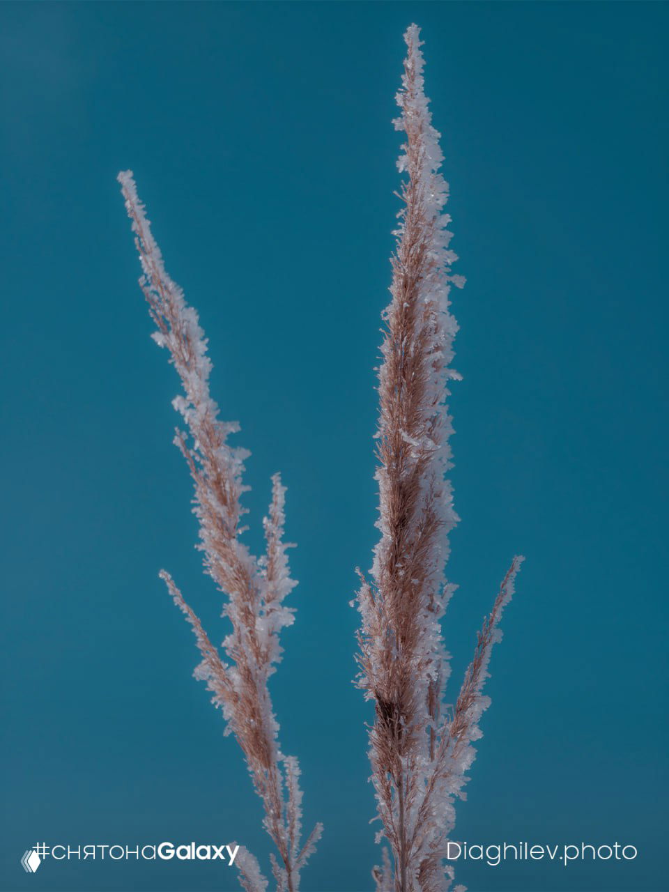 Высокие стебли травы, усыпанные инеем, на приглушённом голубом фоне; видны крошечные кристаллы льда на ворсинках.