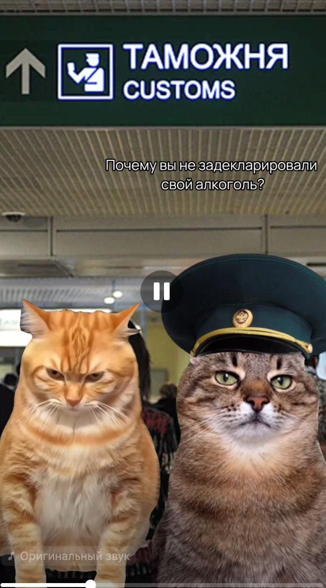 Кадр с табло «ТАМОЖНЯ / CUSTOMS»: два мемных кота (один в фуражке) в аэропорту и вопрос о декларировании алкоголя.