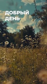 Панорамное фото поля с мелкими цветами и высокой травой, на фоне деревья и облачное небо; поверх — надпись «Добрый день».