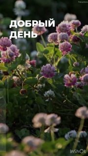 Клевер и флеры на развёрнутом фоне с мягким светом; на снимке видна зелень и розово-сиреневые цветы, атмосферный кадр для приветствия дня.
