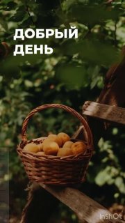 Летняя фотография: плетёная корзина с абрикосами на фоне зелёных листьев и боковым светом, тёплая сцена с надписью «Добрый день».