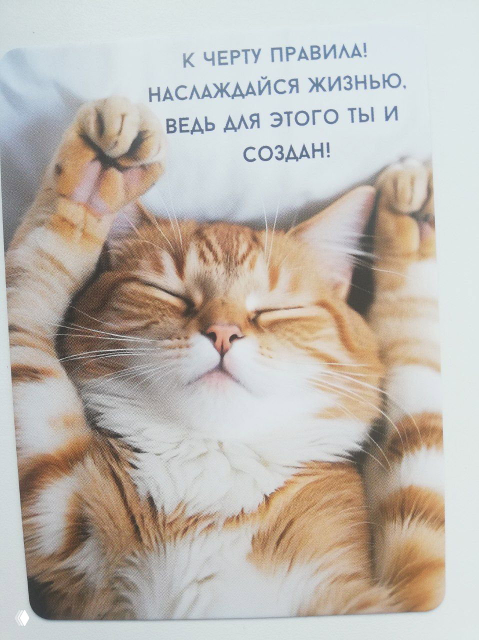 Карточка с расслабленным рыжим котом с вытянутыми лапами и текстом «К черту правила! Наслаждайся жизнью», мотивирующая к отдыху.