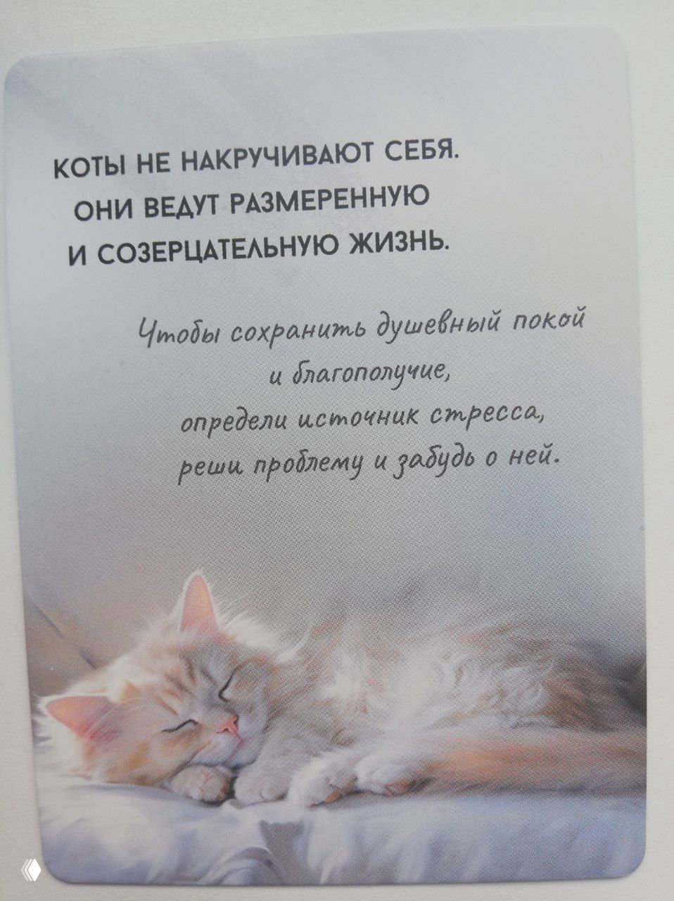 Карточка с дремлющим светлым котом и текстом о спокойной, созерцательной жизни; совет определить источник стресса и забыть о нём.