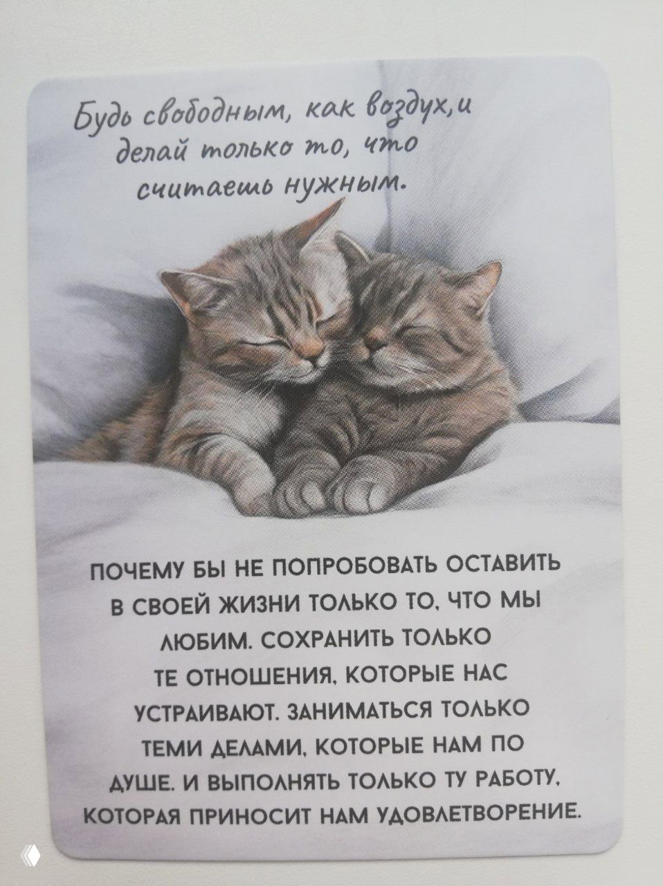 Карточка с двумя прижимающимися котами и текстом о свободе и выборе — оставить в жизни только нужное, отношения и дела по душе.