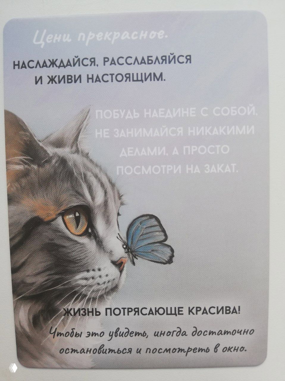 Карточка с серым котом, рассматривающим бабочку, и надписями о ценности момента, расслаблении и наблюдении за красотой жизни.