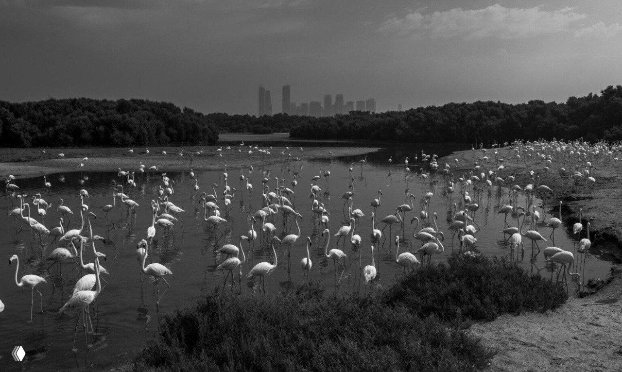Стая фламинго в лагуне с отражениями на воде; на дальнем плане едва различим контур современного городского горизонта в чёрно‑белой гамме.