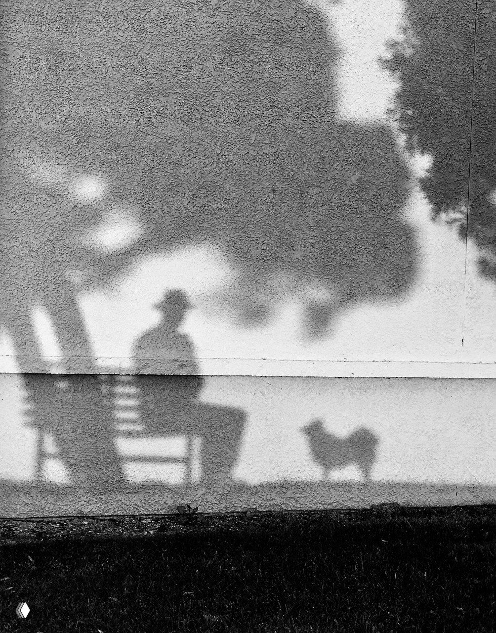 Лучшие снимки конкурса Dog Photography Awards 2025