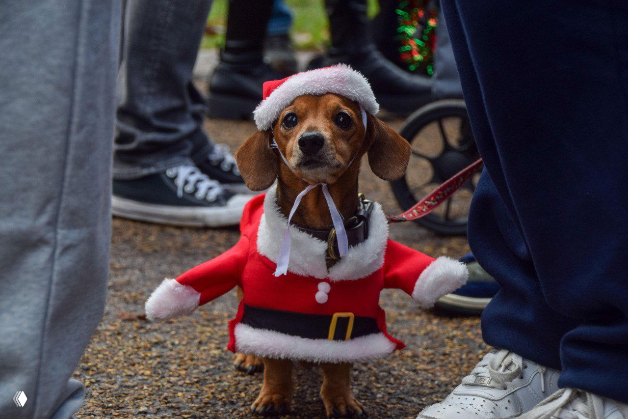В Лондоне провели 8-й рождественский фестиваль такс