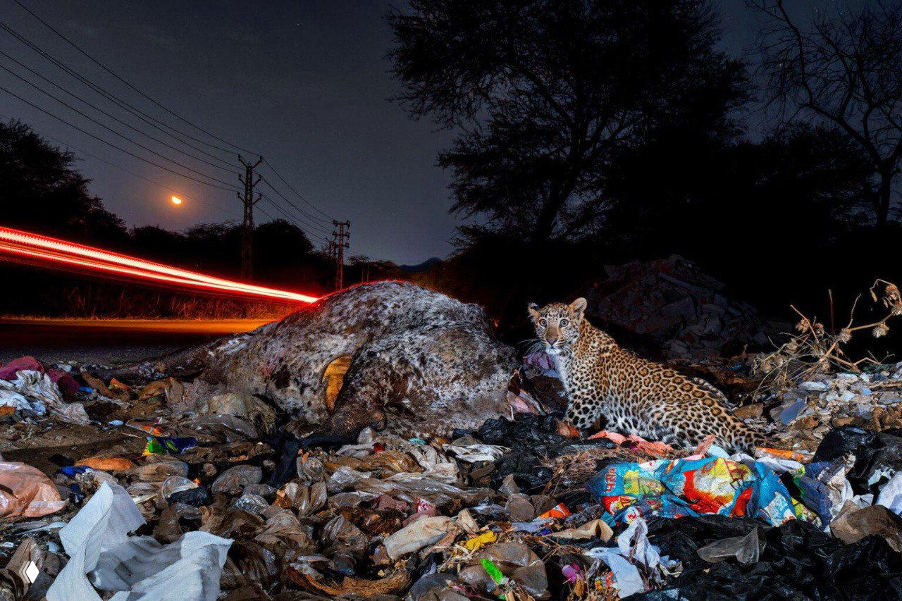 Ночной кадр: леопард рядом с тушей на свалке у дороги, среди мусора и следов автомобильных огней; драматичная документальная фотография дикой природы.