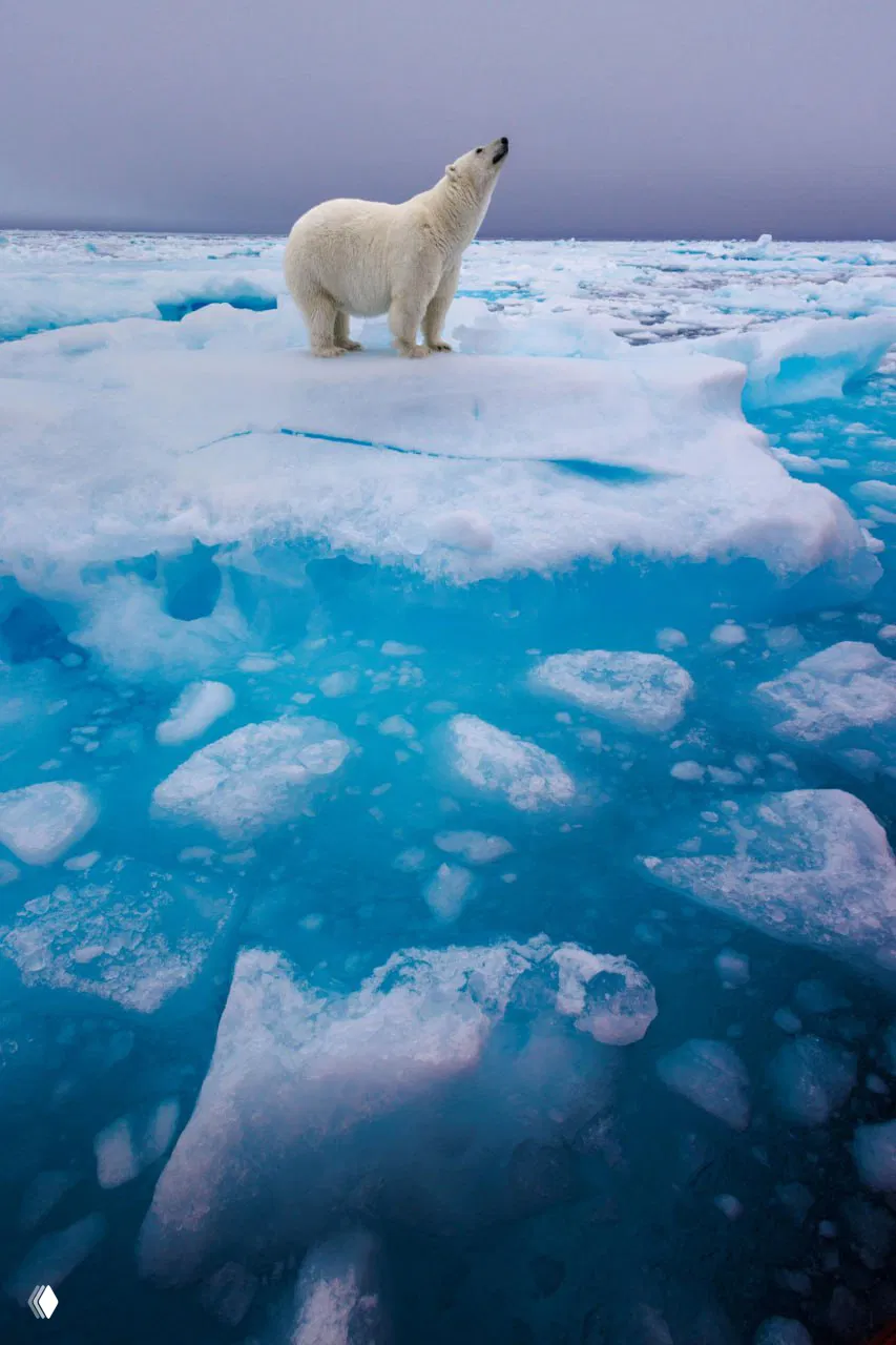 Фото‑финалист Sony World Photography Awards 2026 — Дикая природа