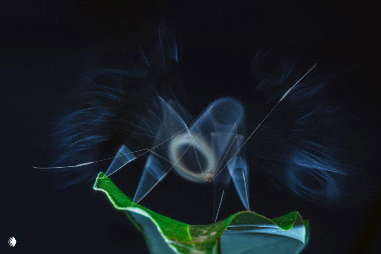 Тонкая макрофотография пушинок или струй, похожих на дым, над зелёным листом на геометрически тёмном фоне; акцент на текстуре и светотени.