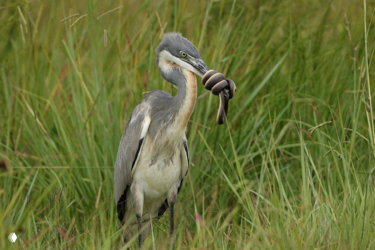ЮАР, Претория: уж обвил клюв цапли
