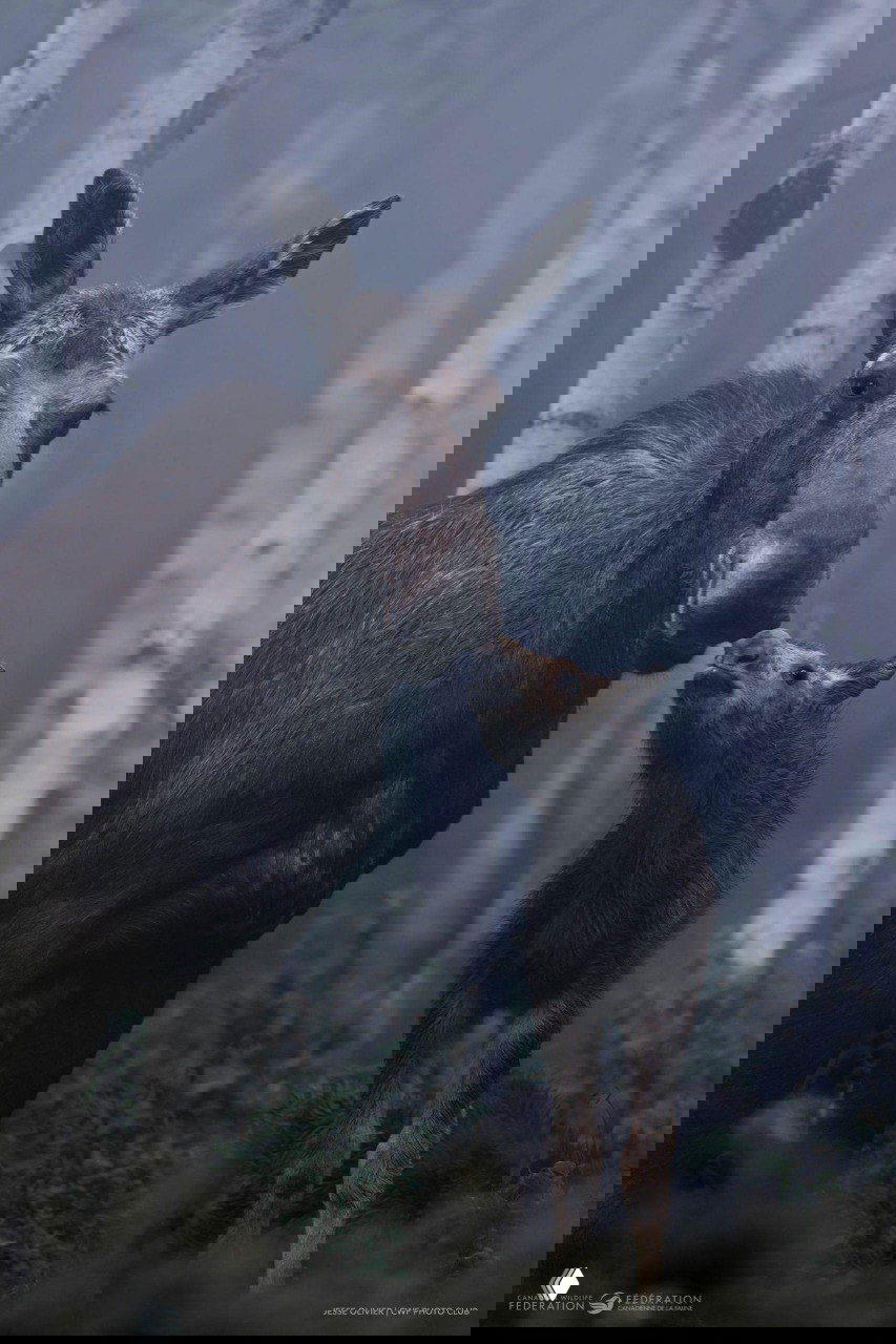 Победитель в номинации «Животные» — Reflections 2024