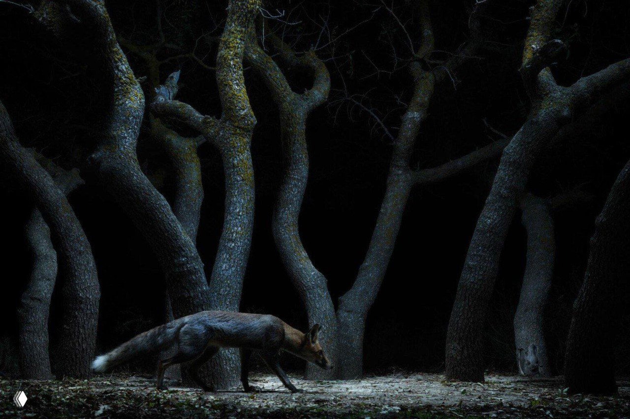 Рыжая лисица идёт по ночному лесу среди искривлённых стволов деревьев; атмосферный чёрный фон и драматическое освещение подчёркивают силуэт животного.
