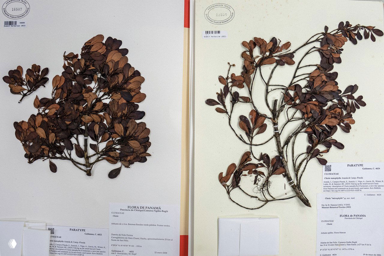 Гербарные образцы растения Clusia nanophylla, прессованные ветви и листья на картонных листах с коллекционными этикетками — документальная фотография типового материала