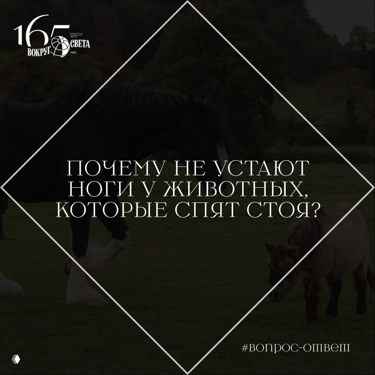 Почему не устают ноги у животных, которые спят стоя?