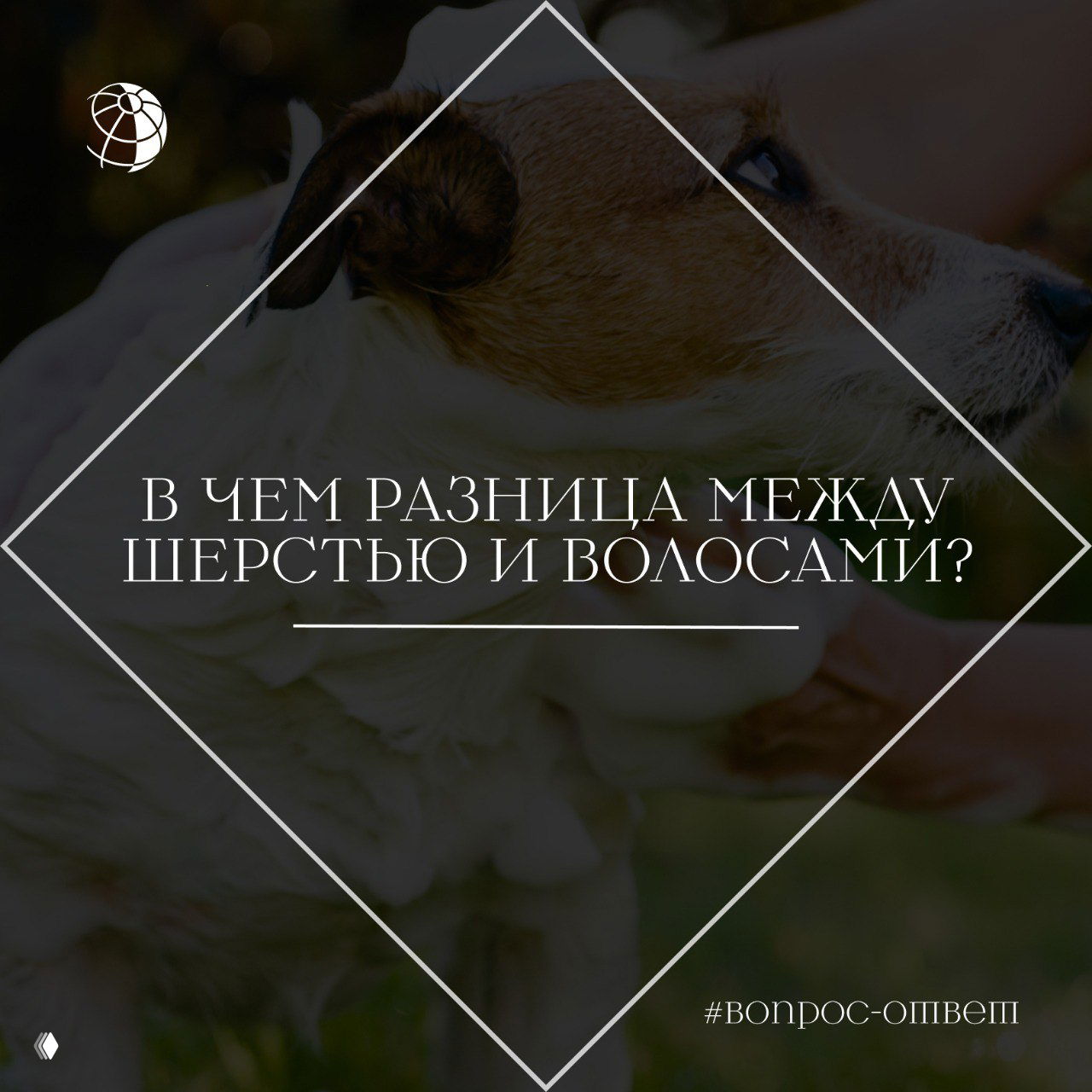 В чем разница между шерстью и волосами?