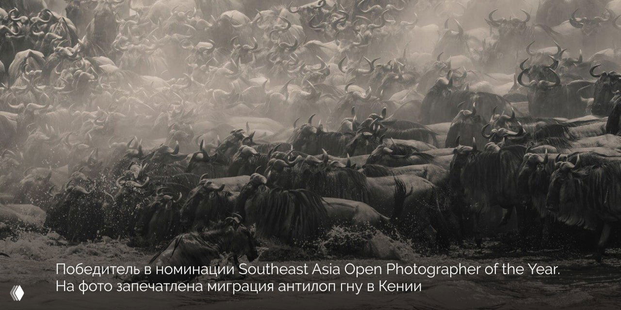 Монохромная панорама миграции антилоп гну в Кении: плотная масса животных, пыль и динамика движения на широкой сцене саванны.