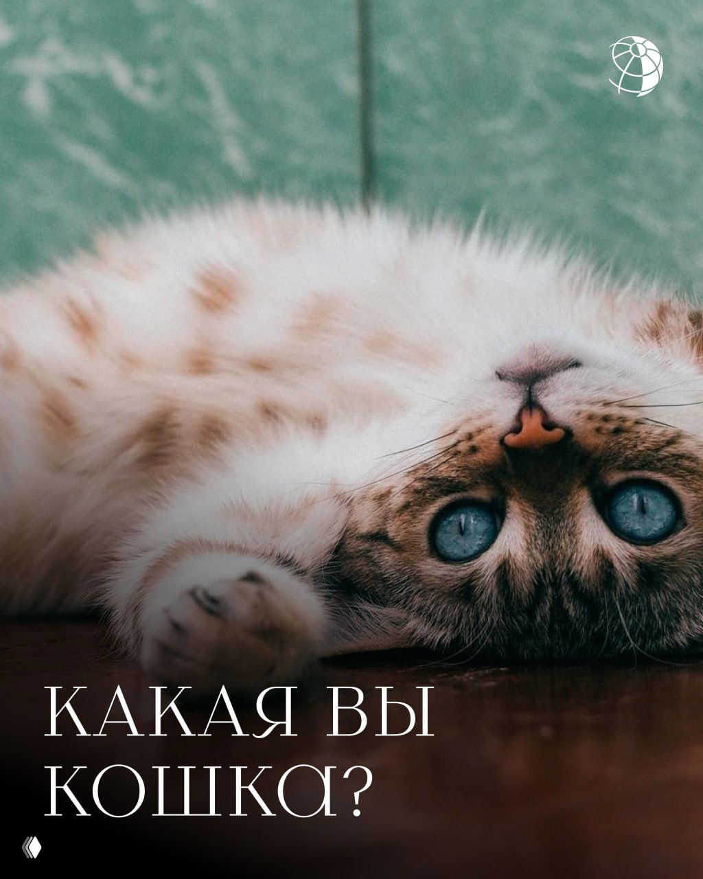 Тест: Какая вы кошка?