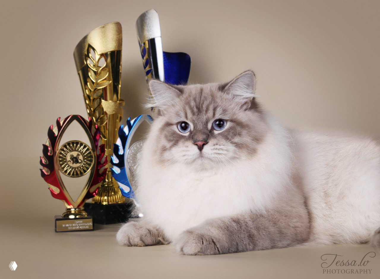 Портрет голой кошки (сфинкс) на темном фоне; отчетливые складки кожи и большие глаза, студийная фотосессия.