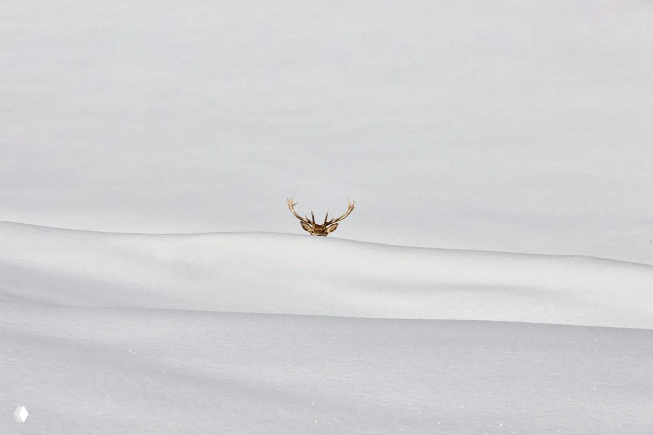 Победитель Minimalist Photography Awards 2026