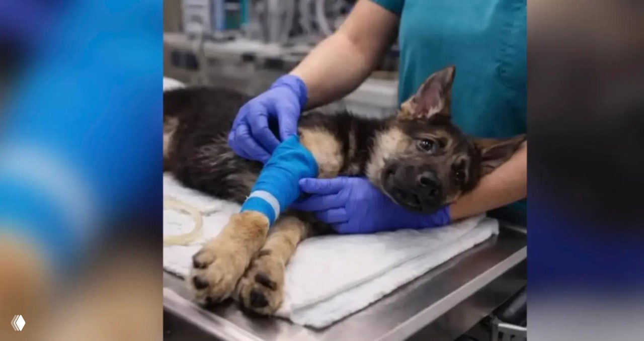 Мошенники обманывают владельцев пропавших животных