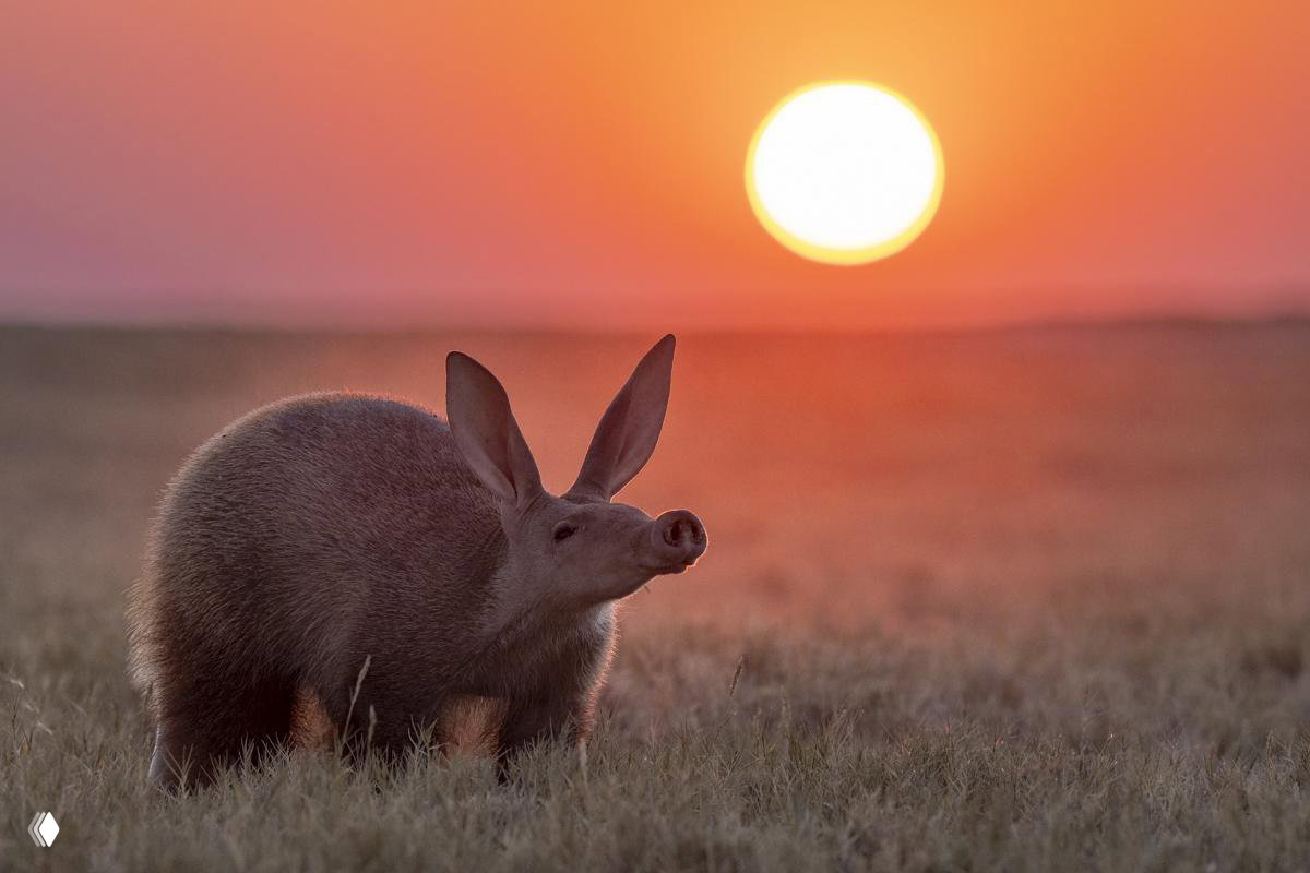 Лучшие снимки FAPA 2026 в номинации «Животные»