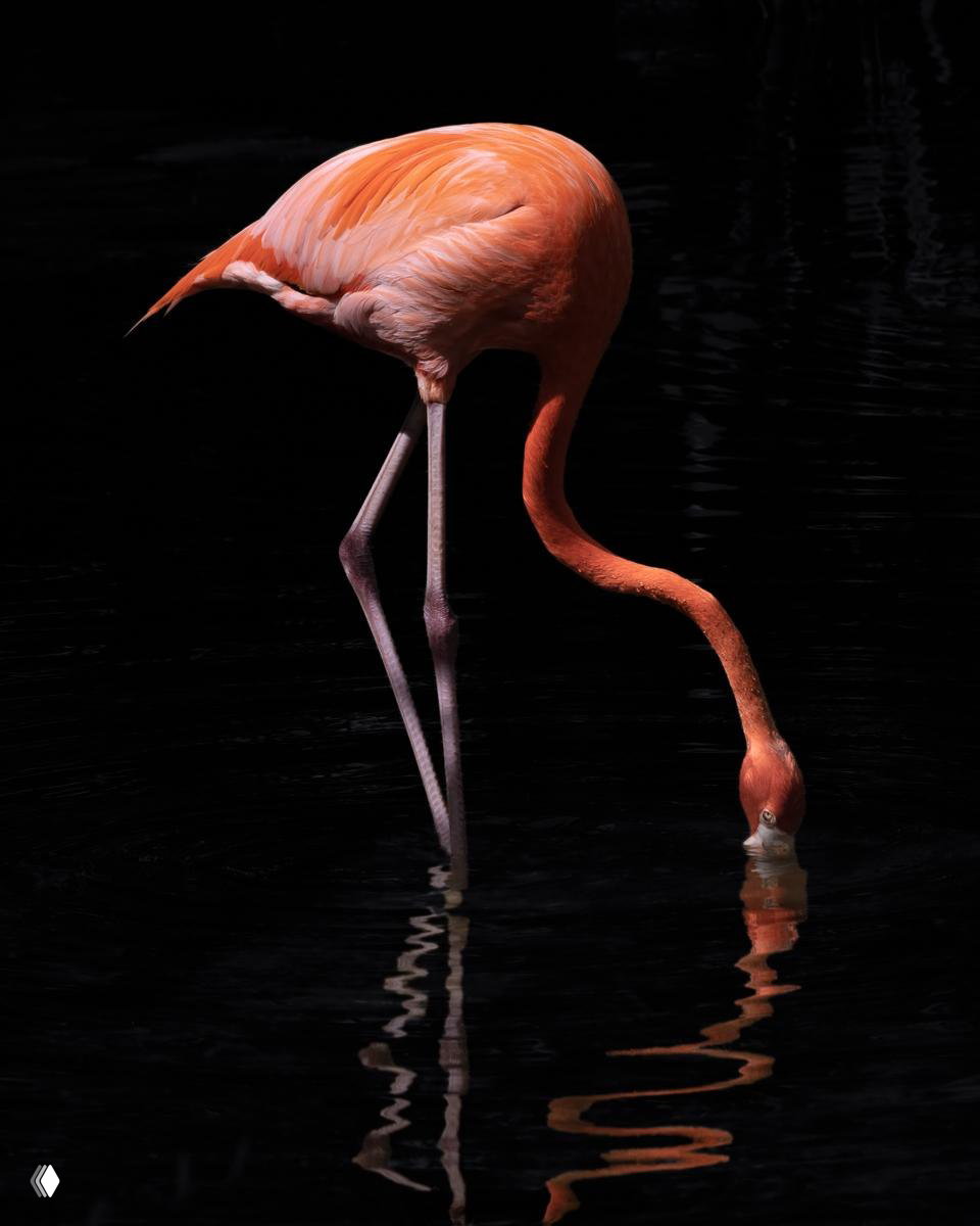 Розовый фламинго кормится в тёмной воде; контраст цвета и отражения подчёркивают художественный характер кадра FAPA 2026.