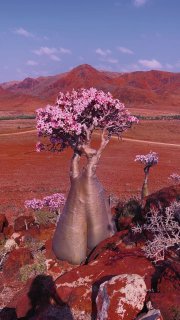 Панорамный вид архипелага Сокотра: редкие баобабоподобные деревья с розовыми цветами на красных скалах в пустынном ландшафте