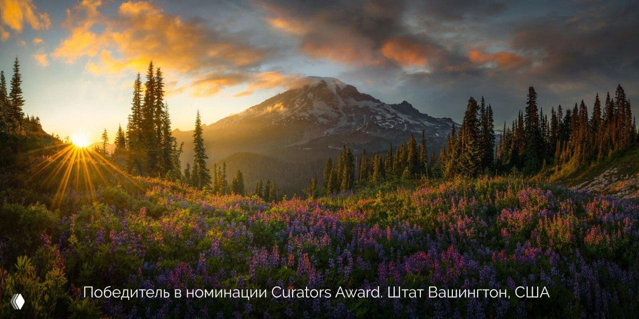 Панорамный пейзаж штата Вашингтон: цветущие поля перед горой, тёплый свет рассвета и выразительная перспективная глубина снимка.