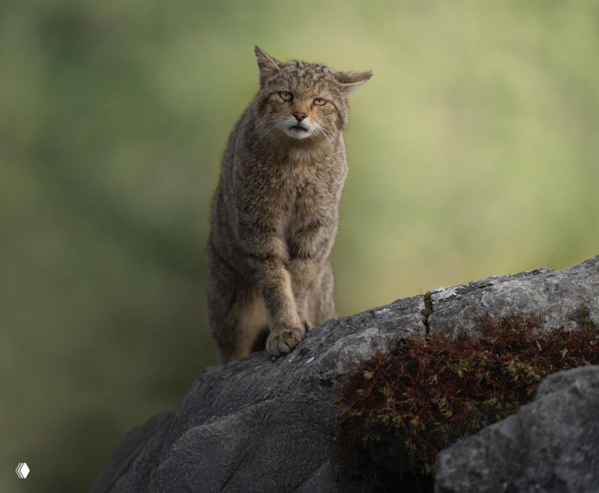 Выразительный портрет крупного кошачьего на мягком размытом зелёном фоне; детальная текстура шерсти в финалисте FAPA 2026.