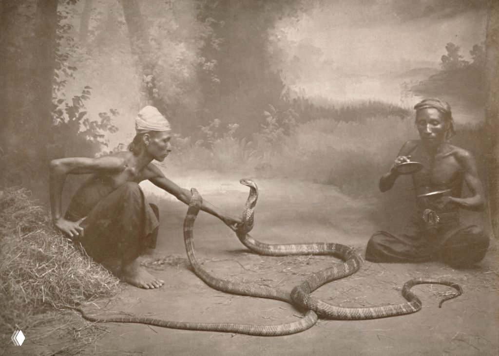 Смертельная профессия: как выживают змееловы