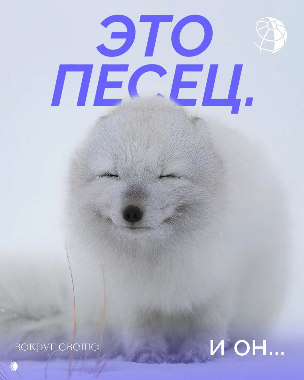 Это песец: факты о полярной лисице