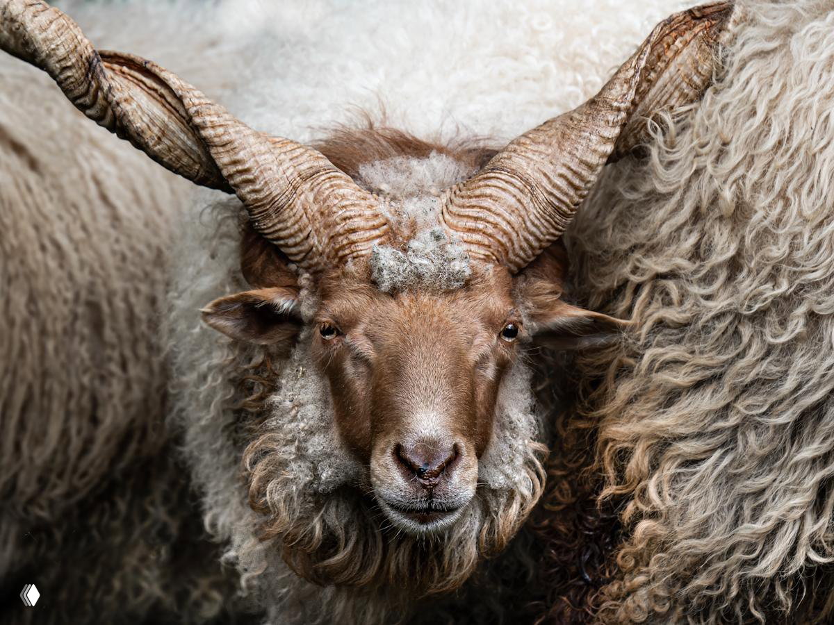 Лучшие фото FAPA 2026 — номинация «Животные»