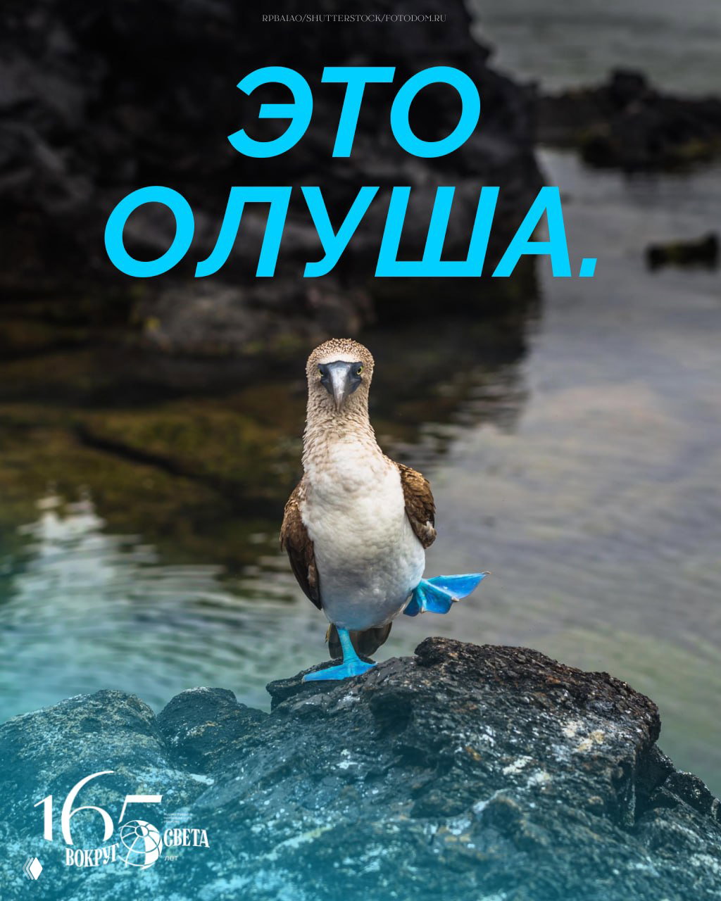 Откуда у голубоногих олуш синие лапы?