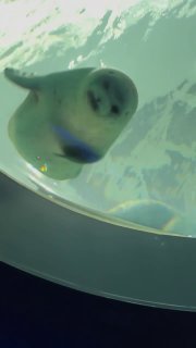 Новорожденный тюлень в аквариуме, снят через стеклянный купол — белый пушистый мех, округлое тело и выразительные глаза.