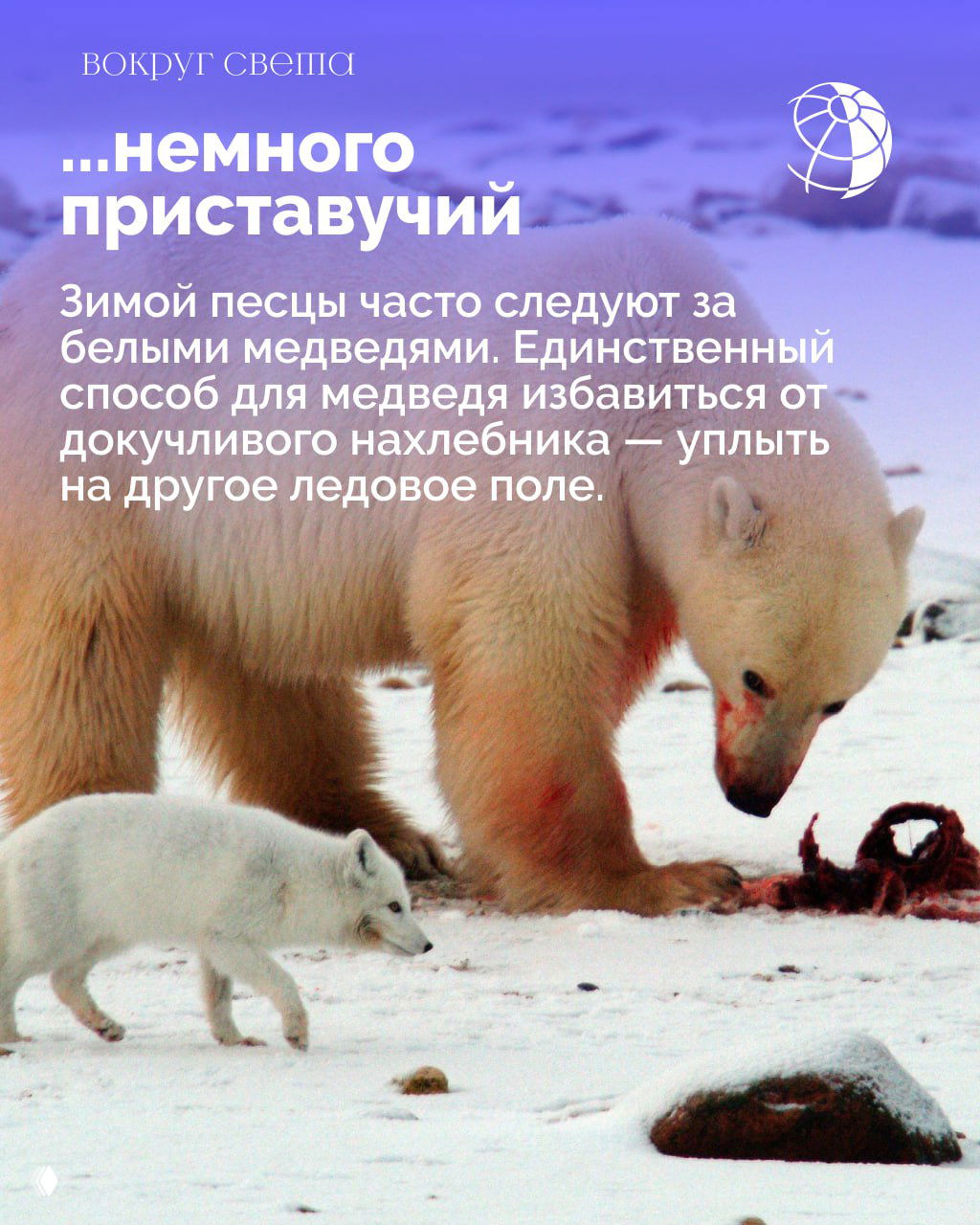 Маленький белый песец следует рядом с большим белым медведем по льду, сцена охоты и взаимодействия хищников в Арктике.