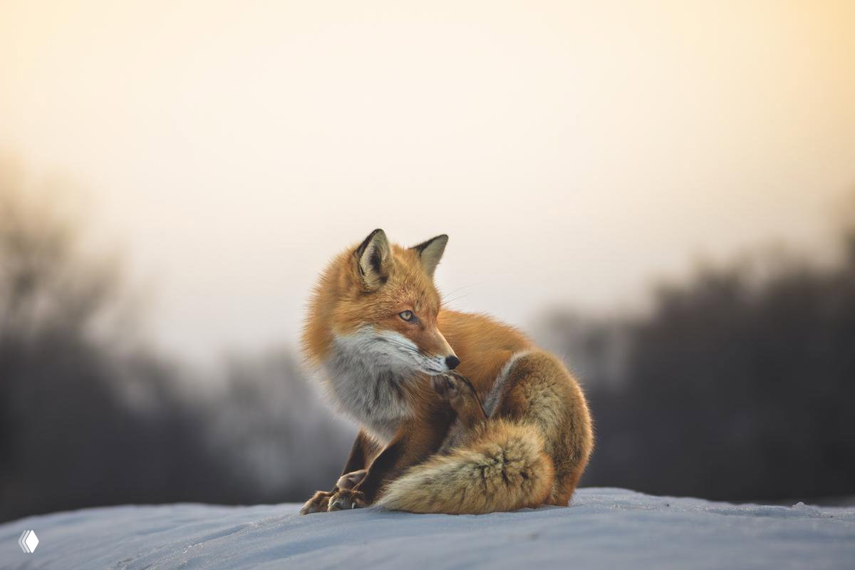 Рыжая лиса в профиль на снежном сугробе на фоне размытых зимних деревьев при мягком закатном свете; финалист FAPA 2026.